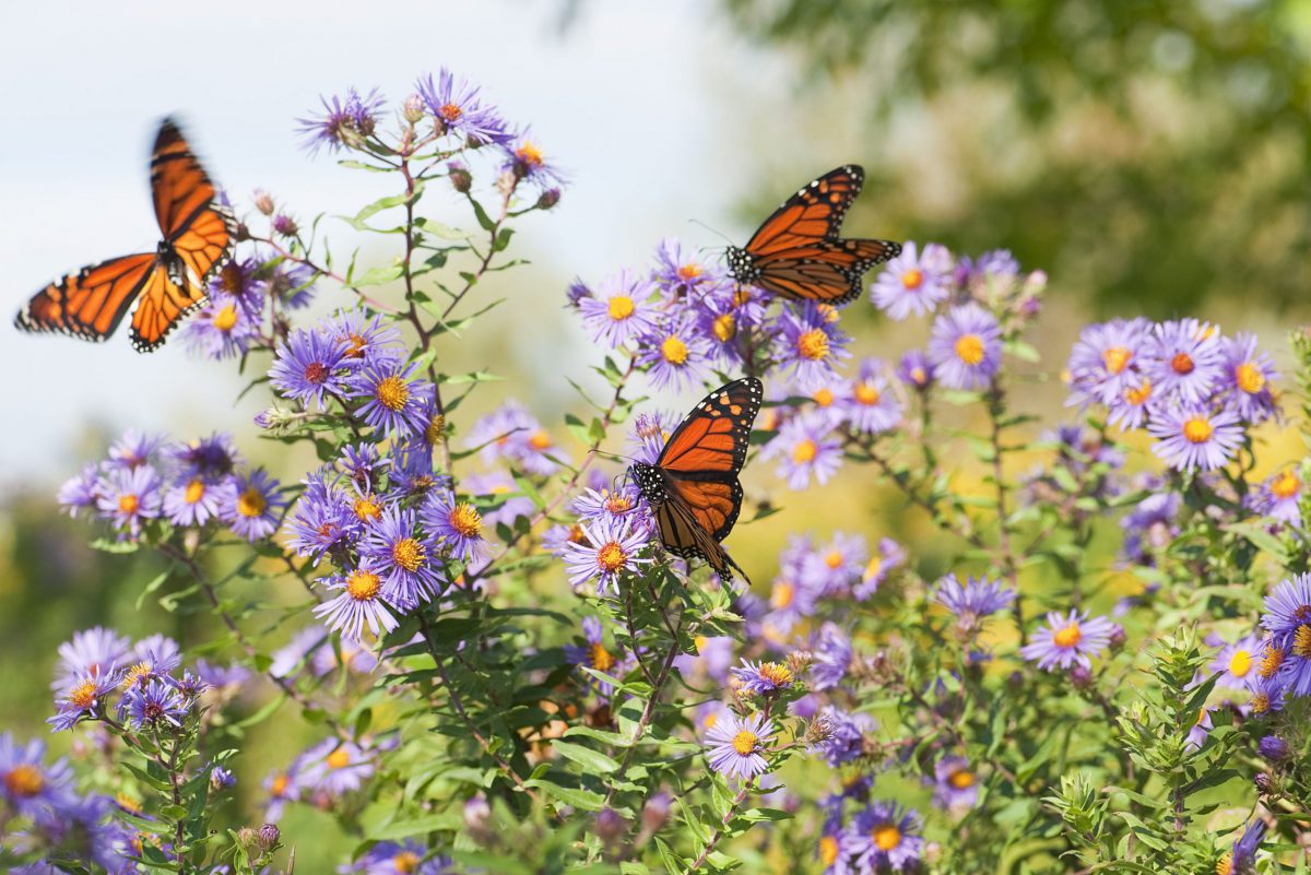 how to make garden butterfly friendly